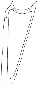harp